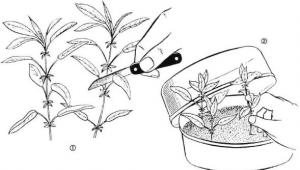 Рододендрон – виды, размножение, выращивание на садовом участке