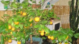 Как сажать мандариновое дерево дома